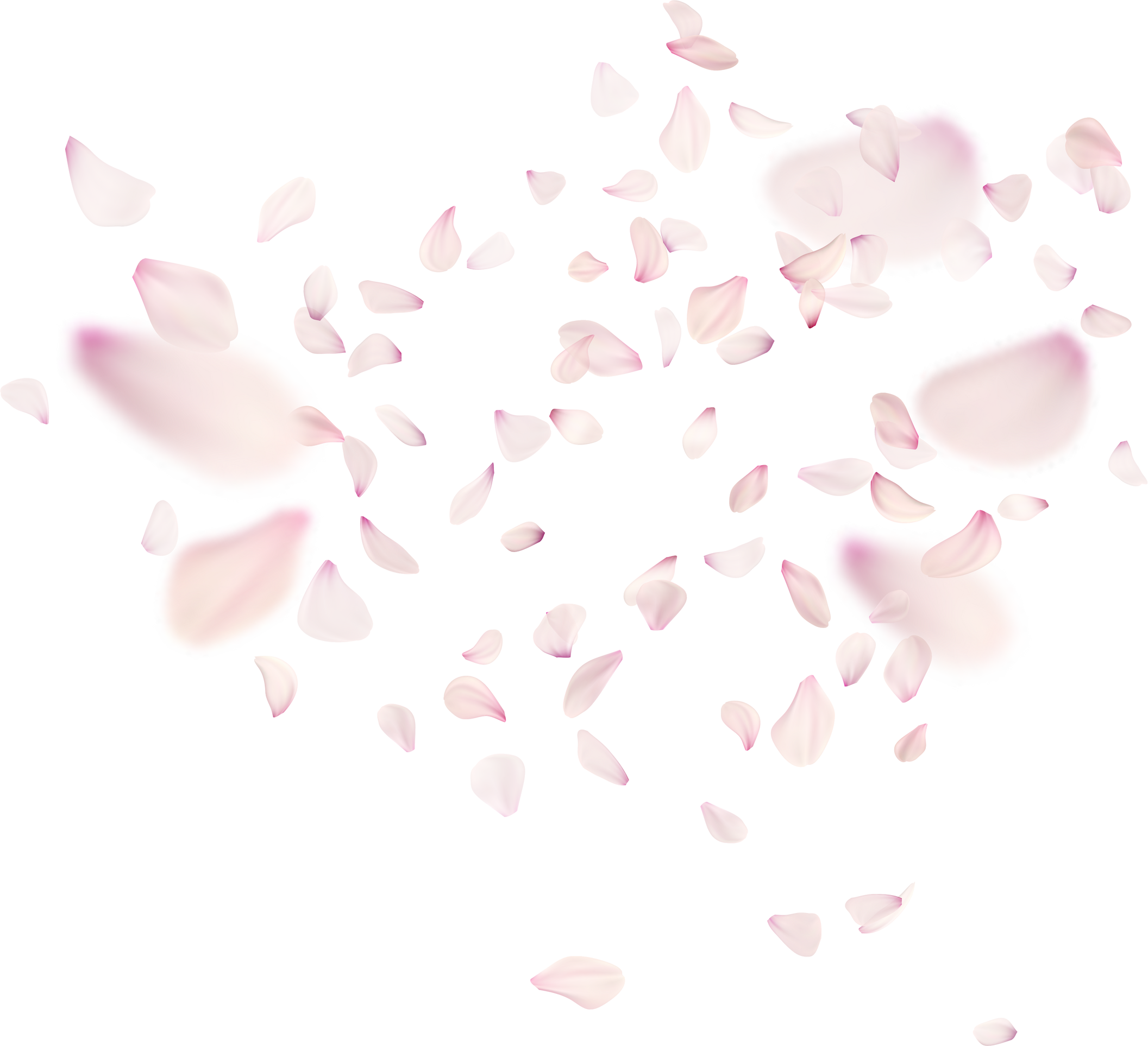 Fly Cherry Blossom
